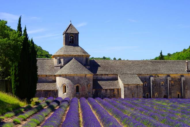 Lavender fields at cloister Avignon