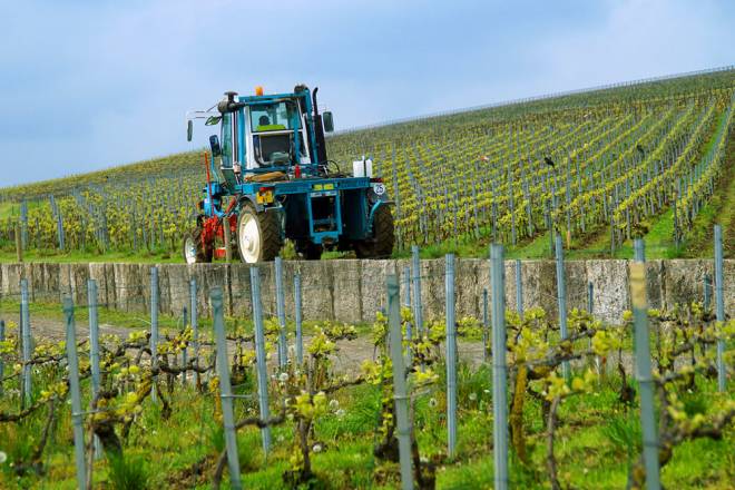 French vineyards