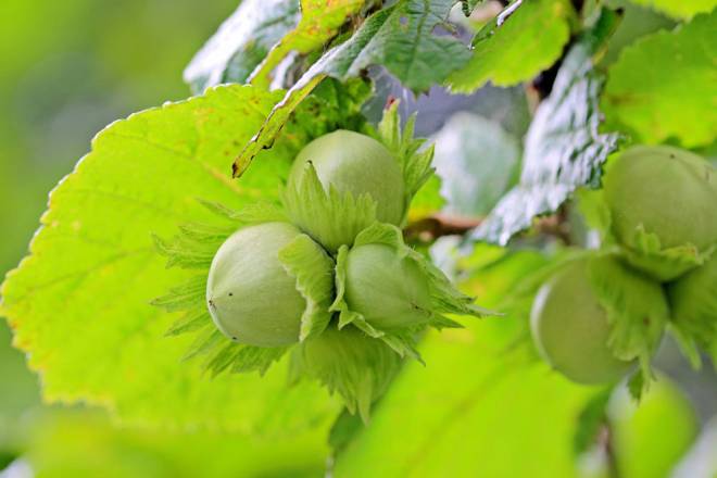 Hazelnut cultivation