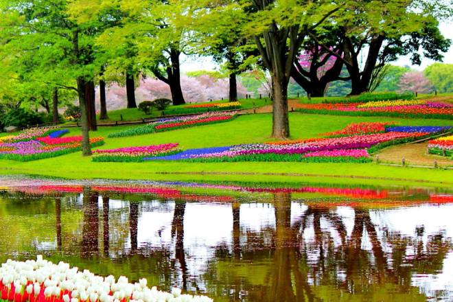 Tulip park Keukenhof