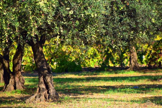 Olive trees