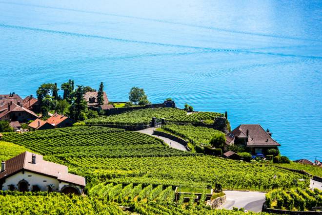 Swiss vineyard