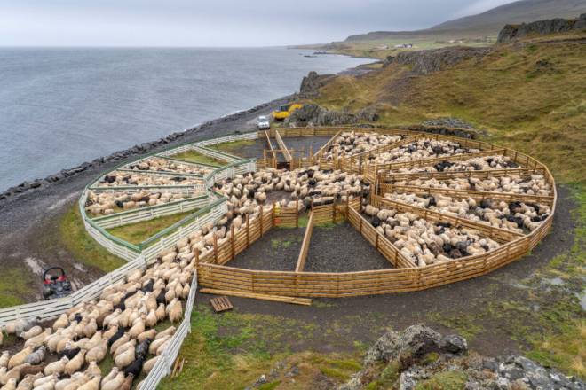 Sheep gathering at the end of summer