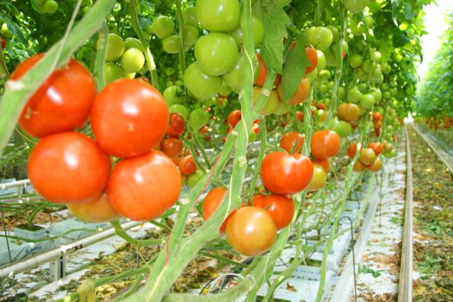 Tomato planting