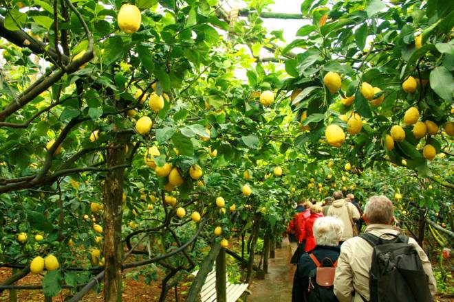 Lemon plantation