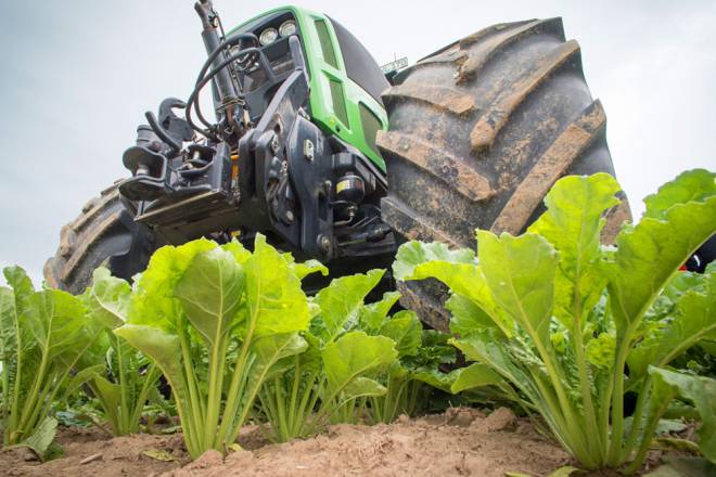 Sugar beet crop